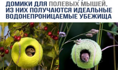 Необычный поворот: как спорт помогает природе