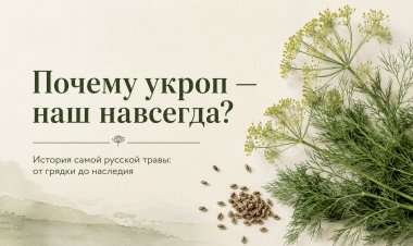 Почему укроп  не любят нигде, кроме России