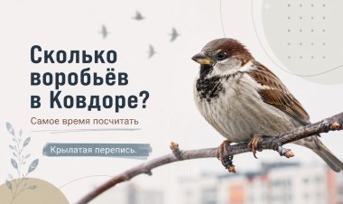 Сколько воробьёв в Ковдоре? Самое время посчитать