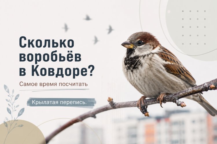 Сколько воробьёв в Ковдоре? Самое время посчитать