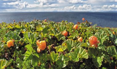 Когда и где собирать морошку в Мурманской области — памятка для жителей